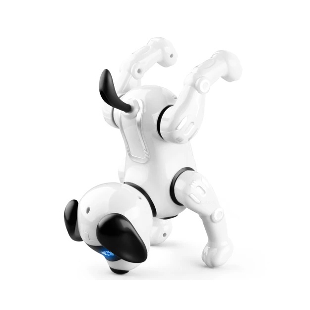 Ubanda katta eshaklarning surati